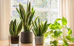 Loại cây cảnh trong nhà cho người bận rộn