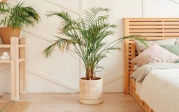Loại cây nhả oxy vào ban đêm, giúp phòng ngủ thêm phần sinh động lại giảm căng thẳng hiệu quả