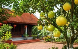 Vị trí trồng cây bưởi mang lại may mắn và những lưu ý khi trồng cây bưởi trước nhà