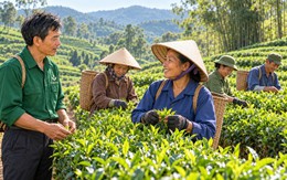 Trà xanh Phú Quý: Quy trình tuyển chọn và thu hái chè Thái Nguyên