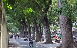 Từ hôm nay, Hà Nội cấm trồng 18 loại cây nguy hại, ưu tiên 33 giống thích ứng