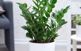 Loại cây ra hoa là nghĩ ngay tiền về lại hợp cả 5 mệnh Kim Mộc Thủy Hỏa Thổ