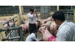 'Vỗ béo' lợn bằng Salbutamol: Hành vi nguy hiểm đến mức nào?