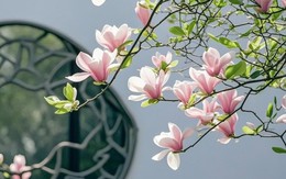 Tháng sinh Âm lịch của người phụ nữ có cả nhan sắc lẫn khí chất