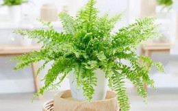 Loại cây trồng trong nhà thư thái như đi spa, hút khí độc lại giúp con đường công danh may mắn