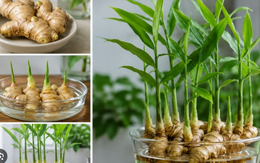 Đây là lý do xu hướng trồng gừng thủy sinh trong nhà ngày càng được ưa chuộng