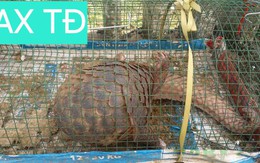 Đặt lồng bắt cua, không ngờ dính con vật quý hiếm nặng 5 kg