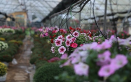 Cảnh tất bật tại làng hoa Ninh Phúc ở Ninh Bình những ngày cận Tết Nguyên đán
