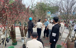 Đào rừng đắt khách, buôn lái phấn khởi thu về gần trăm triệu đồng mỗi ngày