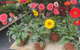 Những loại hoa giá rẻ mang ý nghĩa cát tường, may mắn đầu năm mới