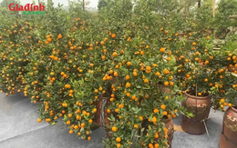 Quất cảnh giá ổn định, đa dạng mẫu mã, quất mini đắt khách 