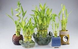 Ngày vía Thần tài 2026 nên mua gì để cầu tài lộc đầy nhà và may mắn cả năm?