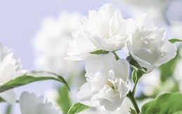 Tháng sinh Âm lịch của người quyết đoán: Số mệnh tôi luyện thành người dẫn đầu