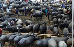 Cận Tết về xem 'thủ phủ' buôn bán loài vật gắn liền với người nông dân