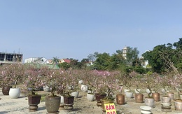 Hàng ngàn cây hoa đào nở sớm, người bán hạ giá nhưng vẫn vắng khách mua