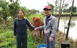 Sáng mùng 3 Tết, người đàn ông Hải Phòng bất ngờ nhận lại cặp bò bị lạc