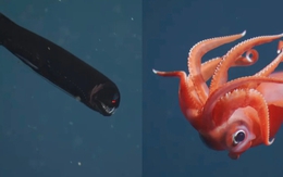 Chạm trán những sinh vật ngoạn mục dưới đáy biển sâu