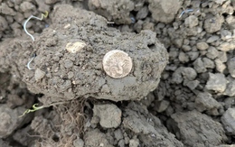 Dò kim loại, người đàn ông phát hiện kho báu quý giá trên cánh đồng