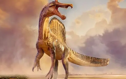 Phát hiện chấn động: Rồng thực sự tồn tại?