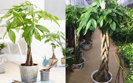 Người mệnh Kim muốn có nhiều tài lộc trong năm 2026 thì cần làm ngay việc này