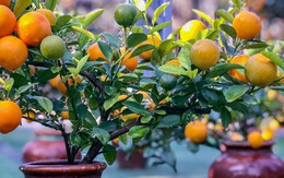 Ý nghĩa cây quất ngày Tết không phải ai cũng biết