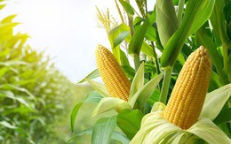 Bác sĩ tiết lộ phần bị vứt bỏ của bắp ngô lại có lợi cho thận, nhiều người không biết mà bỏ phí