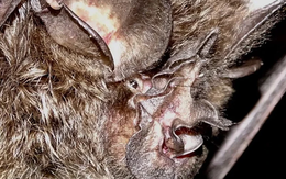 Loài vật quý hiếm bậc nhất hành tinh, tưởng tuyệt tích 40 năm bất ngờ "tái xuất"