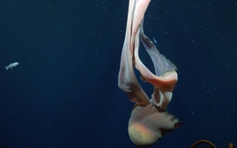 Phát hiện loài sứa ma "khổng lồ như xe buýt" dưới đáy biển sâu