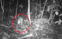 Loài vật quý hiếm bậc nhất hành tinh, tuyệt chủng 30 năm bất ngờ "tái xuất" ngỡ ngàng