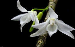 Lan đột biến rục rịch nóng trở lại, tiềm ẩn nhiều hệ lụy