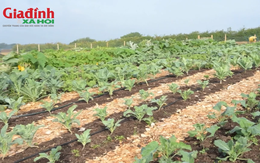 Chuyển đất vườn sang đất ở tính tiền sử dụng đất như thế nào theo quy định mới