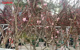 Lái buôn đào rừng thu khoảng 700–800 triệu đồng dịp Tết Nguyên đán 2026