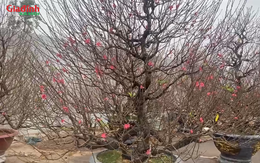 Đào thông ‘cháy hàng’ dịp Tết Nguyên đán 2026