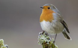 3 ngày sinh Âm lịch 'nở muộn nhưng rực rỡ', hậu vận phú quý khó ai bì