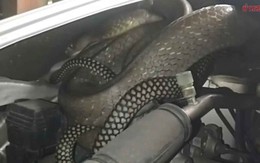 Nghe tiếng động bất thường dưới nắp xe, người đàn ông mở ra rồi kinh hoàng phát hiện 'bóng đen' dài 3 mét