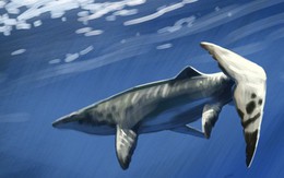 Thủy quái dài 9 mét xuất hiện giữa mỏ phốt phát