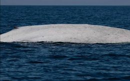 Ngư dân tưởng nhìn nhầm khi thấy sinh vật trắng toát giữa biển, chuyên gia xác nhận: Tỷ lệ chỉ 0,0025%