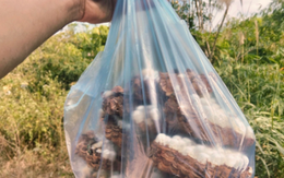 Con đặc sản “nhìn đã thấy sợ” ở Tây Bắc xưa không ai ngó, nay thành món ăn được dân nhậu mê tít săn lùng