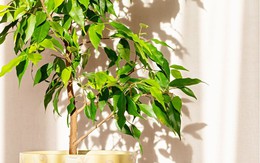 5 loại cây cảnh nhiều người khuyên không nên đặt trong nhà