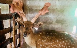 Con hươu cho cặp nhung 'khủng' nặng hơn 5kg