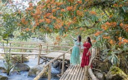 Xốn xang mùa hoa Vô Ưu trong lòng Di sản thiên nhiên Thế giới Phong Nha - Kẻ Bàng