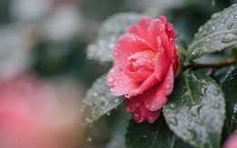 3 khung giờ sinh Âm lịch của người đi đâu cũng được lòng người