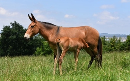 Bí ẩn di truyền khiến loài la gần như vô sinh: Vì sao trong hơn 500 năm chỉ có dưới 100 con la sinh con?