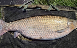 Cần thủ câu được con cá chép cỏ khổng lồ nặng 34 kg
