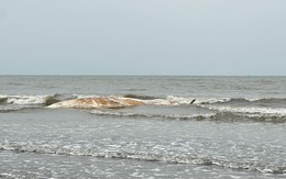 Xác cá voi dài khoảng 10m dạt vào bờ biển Nghệ An