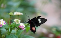 Ngày sinh Âm lịch của người sống không dựa ai, tự mình làm nên thành công rực rỡ