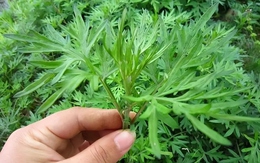 Loại cây trừ tà, đuổi ma theo phong thủy nên trồng