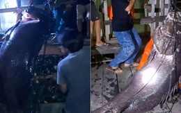 Ngư dân bắt được cá mú khổng lồ nặng hơn 100kg trên biển