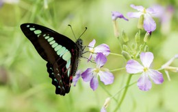 Ngày sinh Âm lịch định sẵn số vượng phát: Sinh đúng ngày này, nghèo mấy cũng có lúc đổi đời