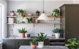 Để loại cây cảnh này trong bếp vừa giúp không gian có thêm sinh khí, vừa hút tài lộc